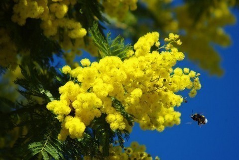 Les mimosas produits dans le Var