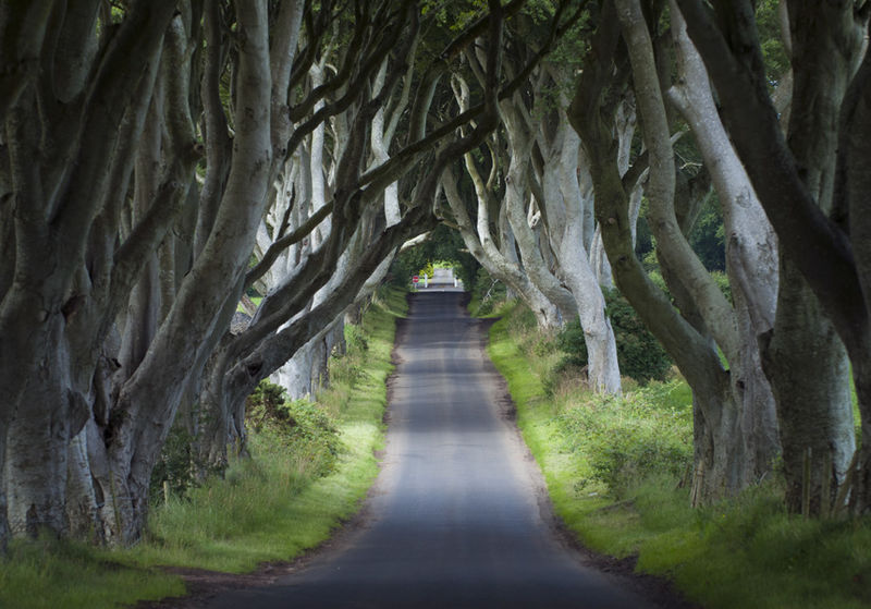 Dark Hedges où ont été tournées des scènes de Game of Thrones