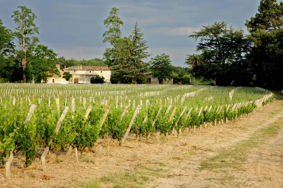 les_vignes_et_le_chateau_haura