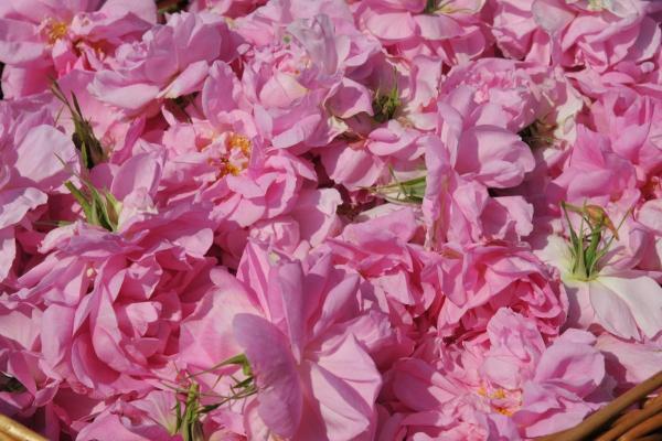 rose_centifolia