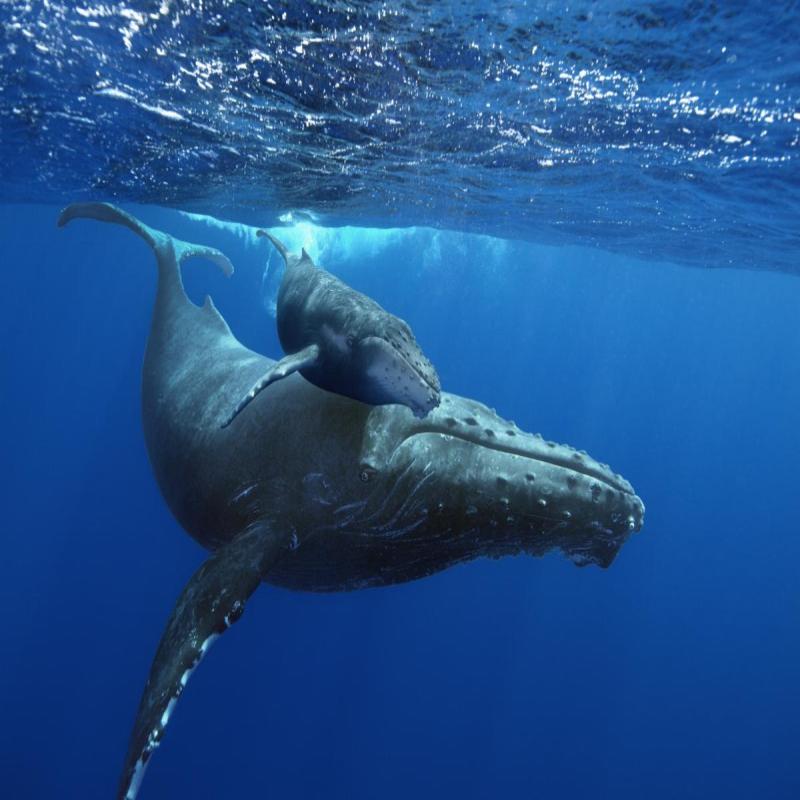 baleine à la geode