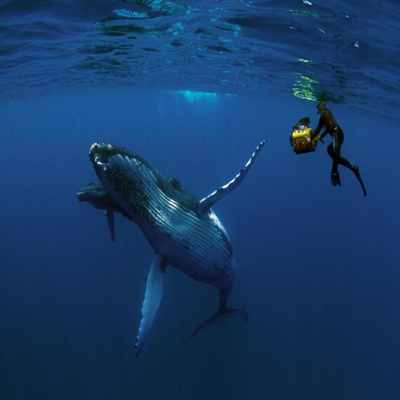 baleine le film