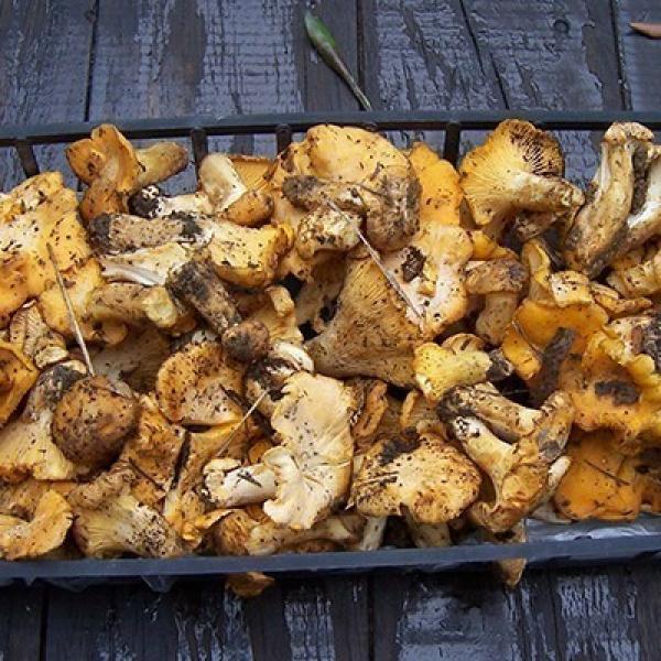 nettoyer des girolles